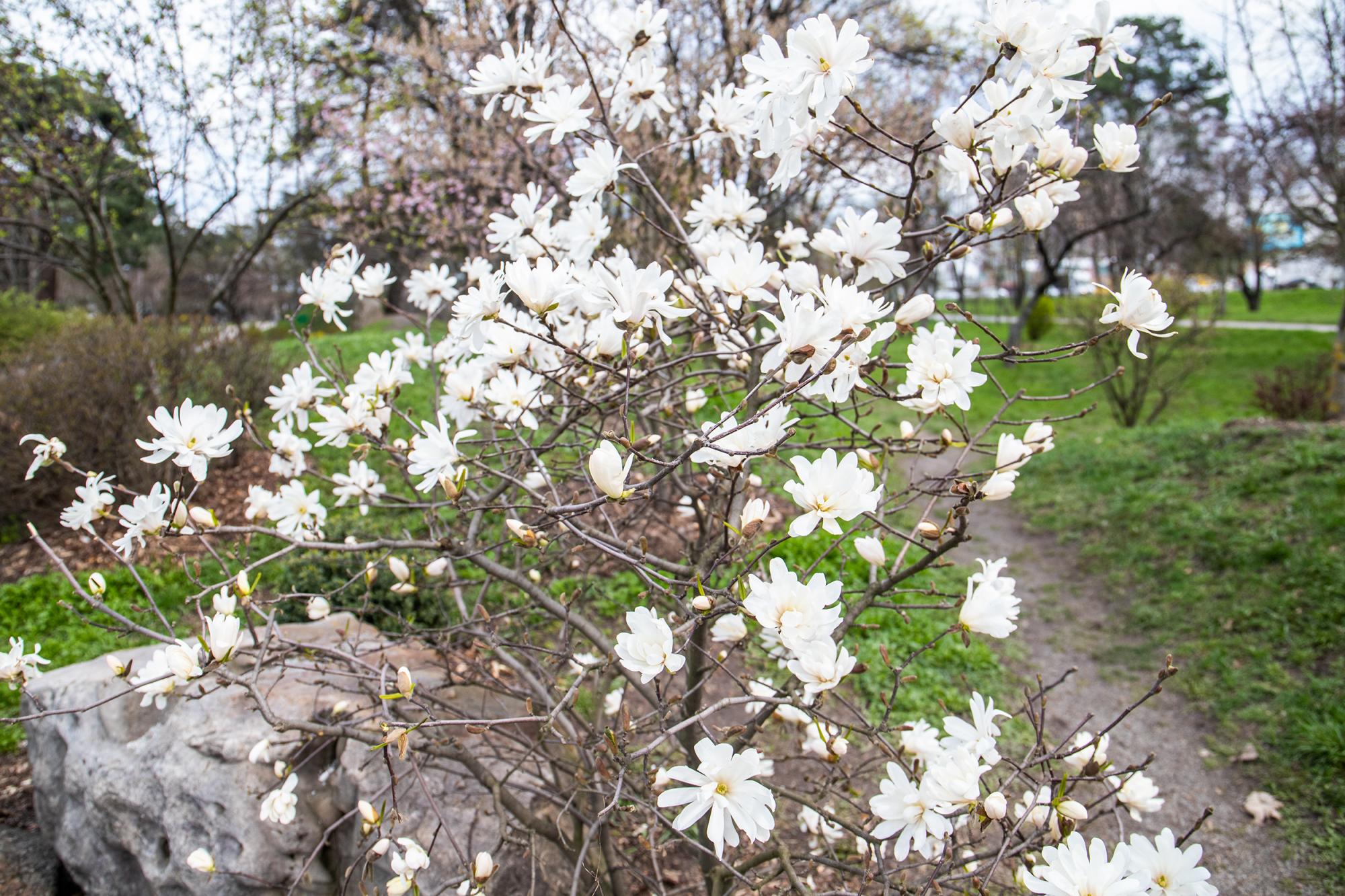 У Києві розцвіли магнолії і сакури: де побачити цю красу